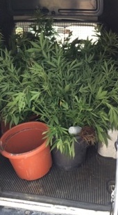 Piante di marijuana nel bagagliaio: tre arresti