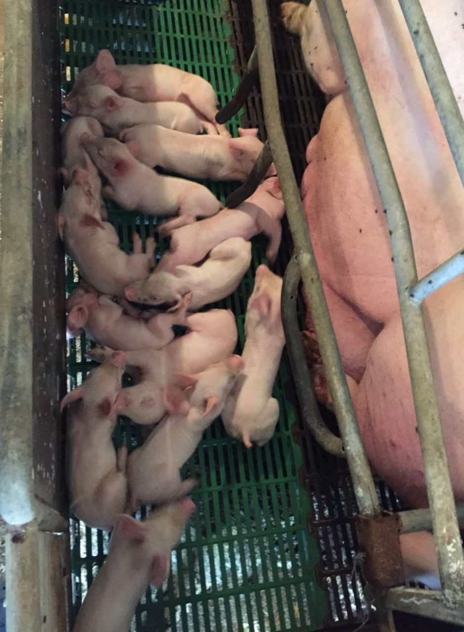 15 CUCCIOLI: nascita record all’allevamento Malinverni