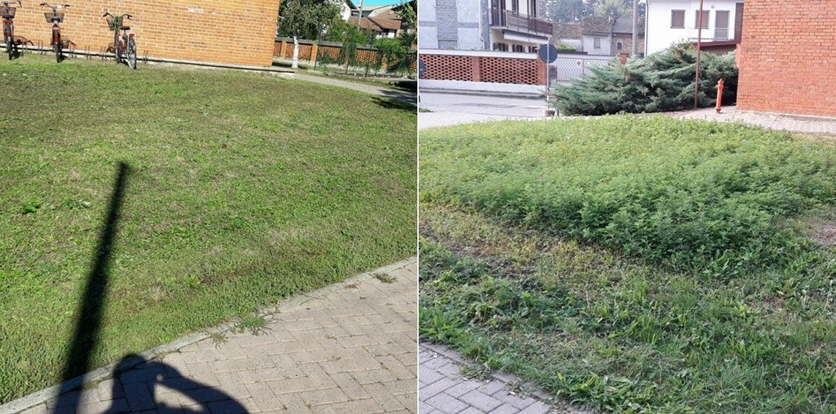 BORGO VERCELLI: i giardini della scuola elementare tornano puliti grazie a un papà e agli Amministratori