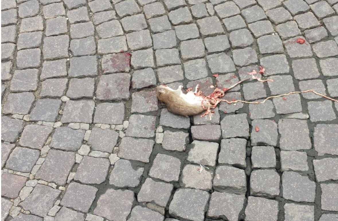 Città Smart… invasa dai topi