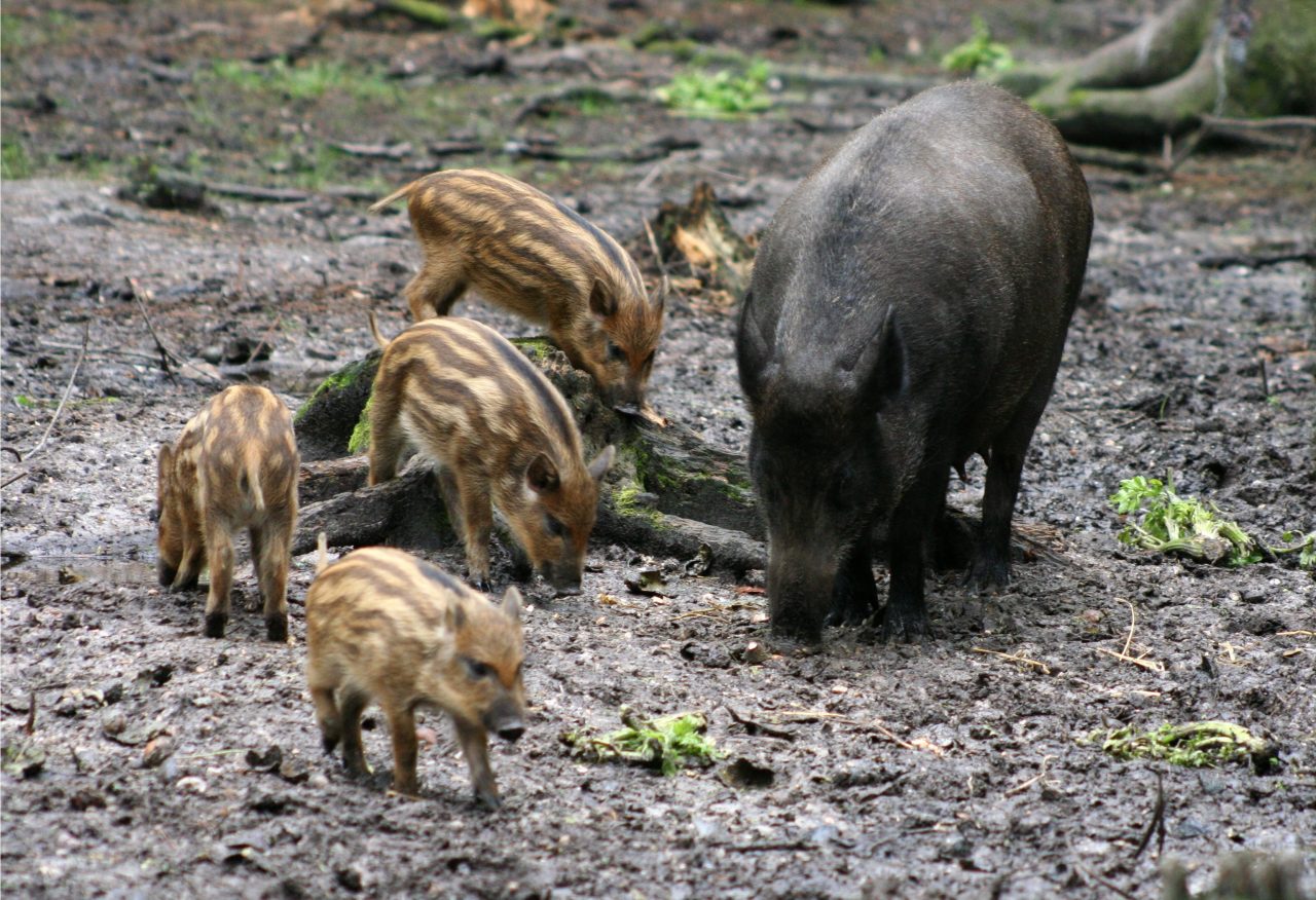 Coldiretti: “Velocizzare i risarcimenti per danni da animali selvatici”
