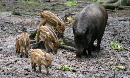 50 milioni per la lotta alla peste suina africana