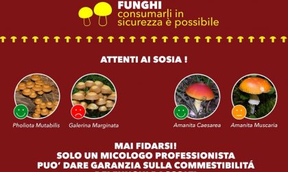 FUNGHI VELENOSI: un sito per evitare tragedie
