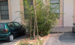 L'alberello ruba un posto auto in piazza Mazzucchelli