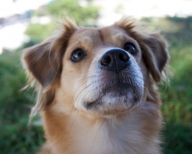Un anno di reclusione per avere preso a calci il cane