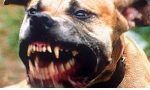 CRONACA: altro pitbull aggressivo