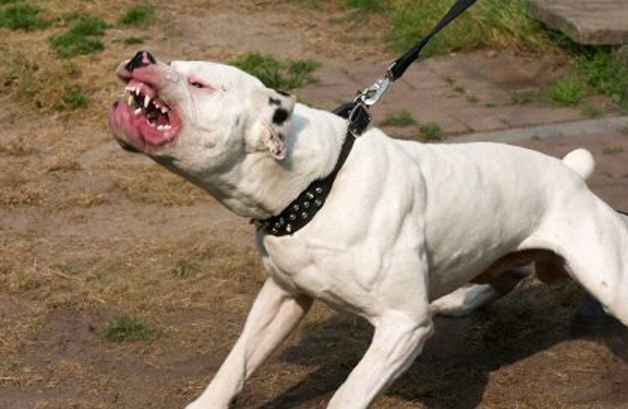 PITBULL UCCIDE CAGNOLINO