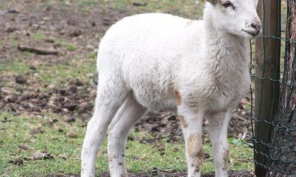 Pecore rubate ritrovate con le orecchie mozzate