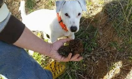 RECORD STRANI: all'assalto del primato di ricerca tartufi con cane