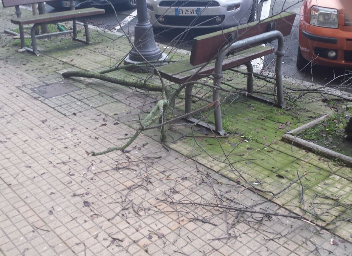 VERCELLI: togliete quel ramo!