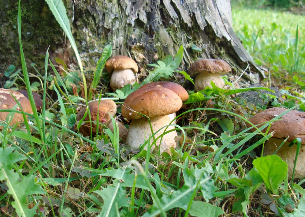 AMBIENTE: radioattività nei funghi