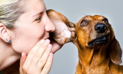 "A casa ho un animale": da Gattinara un'iniziativa utile per i proprietari di cani e gatti