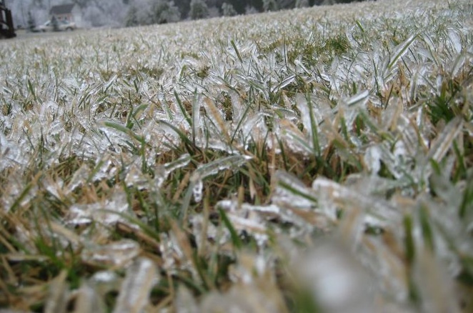 GELO: Allarme per coltivazioni e allevamenti