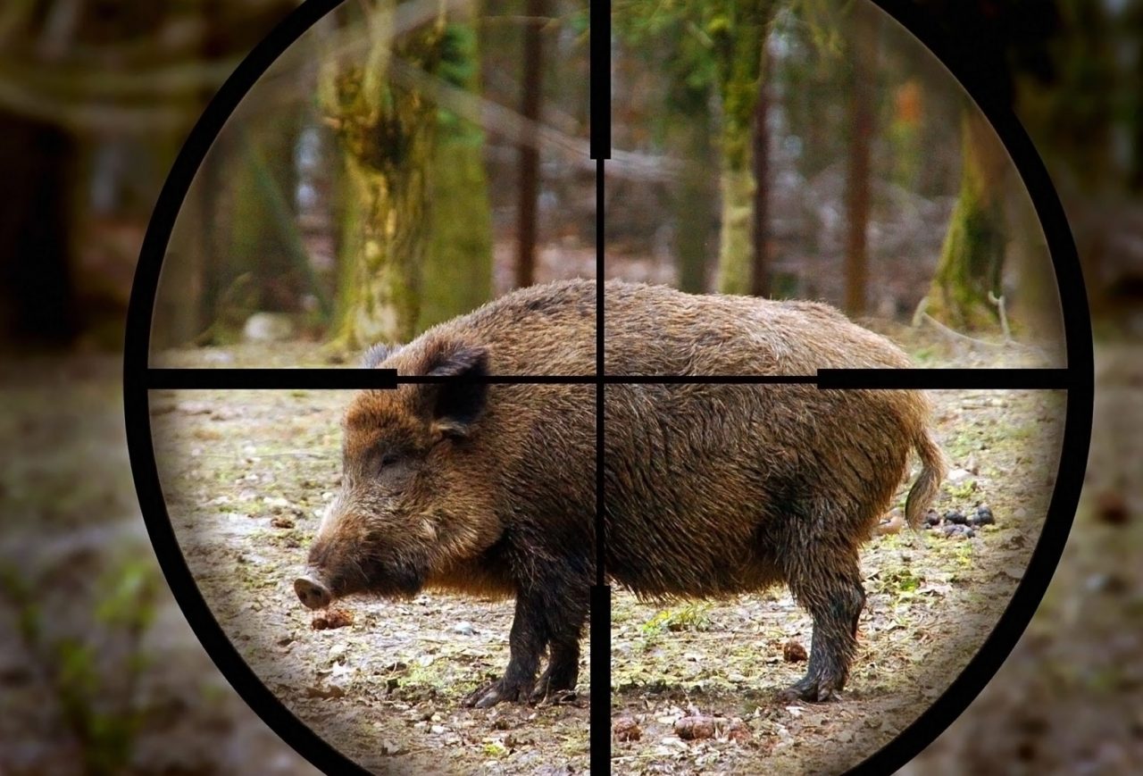 “Troppe irregolarità per la mega caccia al cinghiale nel Vercellese”