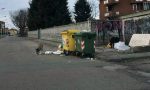 VERCELLI: città invasa dai rifiuti e i cani... fanno festa!