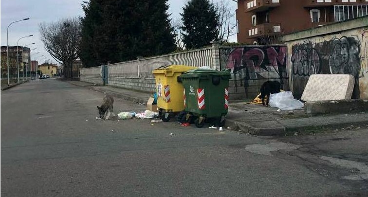 VERCELLI: città invasa dai rifiuti e i cani… fanno festa!