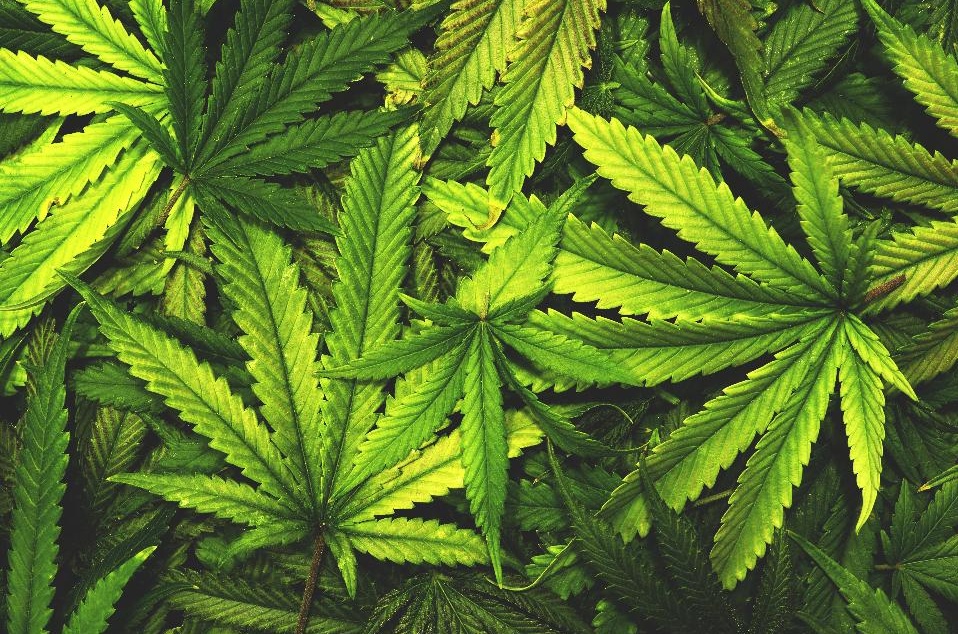 CRONACA: genitori produttori di droga e il figlio la spacciava