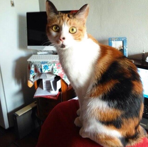 DOLCE GATTINA cerca famiglia