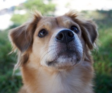 Investe un cane e scappa senza soccorrerlo