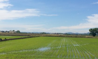 Confagricoltura Piemonte: facciamo squadra per valorizzare il riso italiano