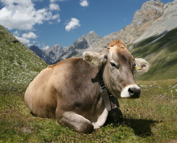 Rubano undici mucche da una stalla