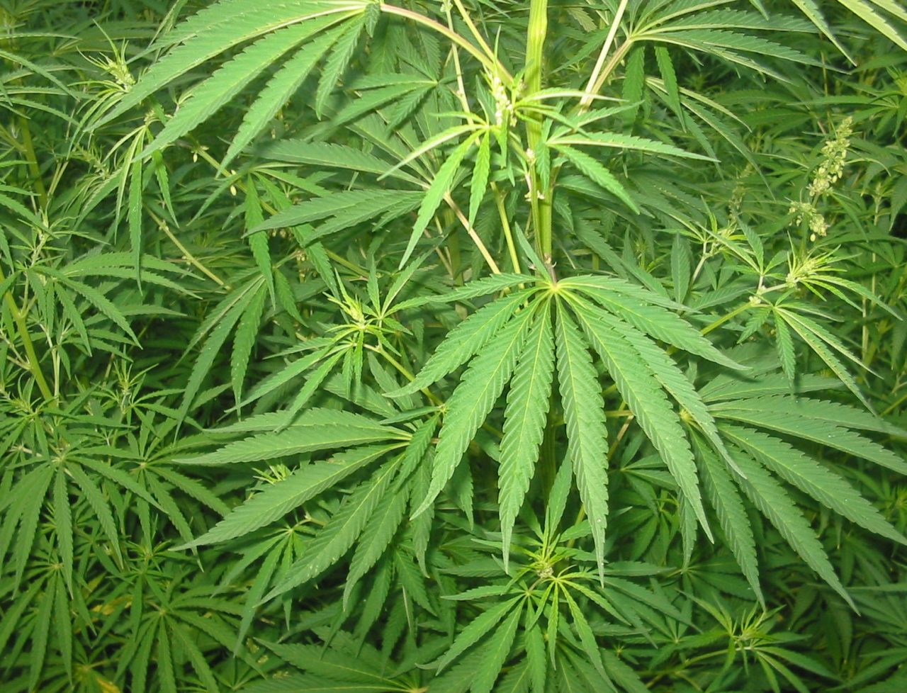 Spacciava droga via Facebook: richiedente asilo denunciato