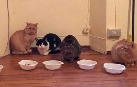 TREDICI MICI CERCANO CASA