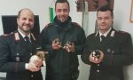 I Carabinieri riportano a casa cinque cuccioli rubati