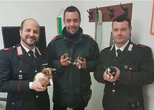 I Carabinieri riportano a casa cinque cuccioli rubati