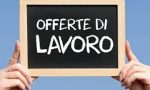 LAVORO: le ultime offerte del Centro Impiego