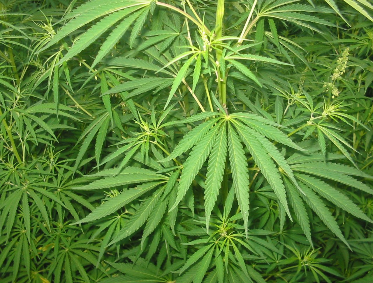 Sul camion oltre tre quintali di droga