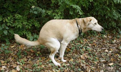 Test del dna per individuare i padroni di cani maleducati