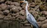 A "scuola" di birdwatching con Lac e Lipu