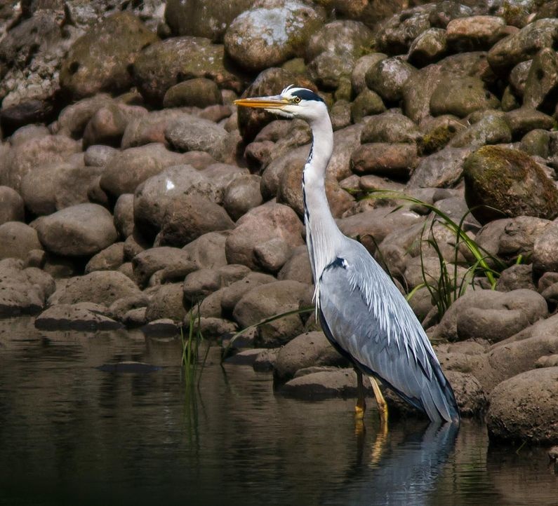 A “scuola” di birdwatching con Lac e Lipu
