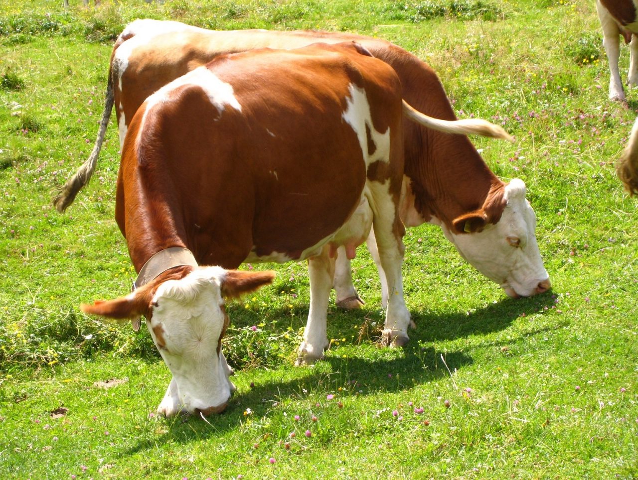 AAA vita d’alpeggio cercasi