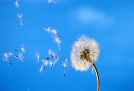 Allergie: i pollini più presenti nel Vercellese