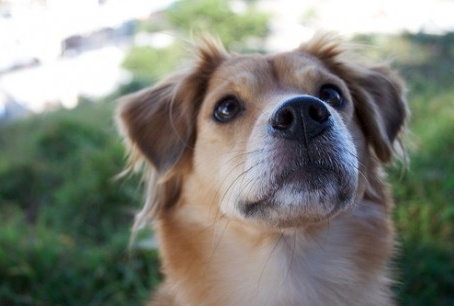 Butta la sua cagnolina in un canale