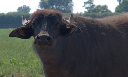 CURIOSITÀ: Il 2 aprile ricorre il "Fact checking day" contro le bufale