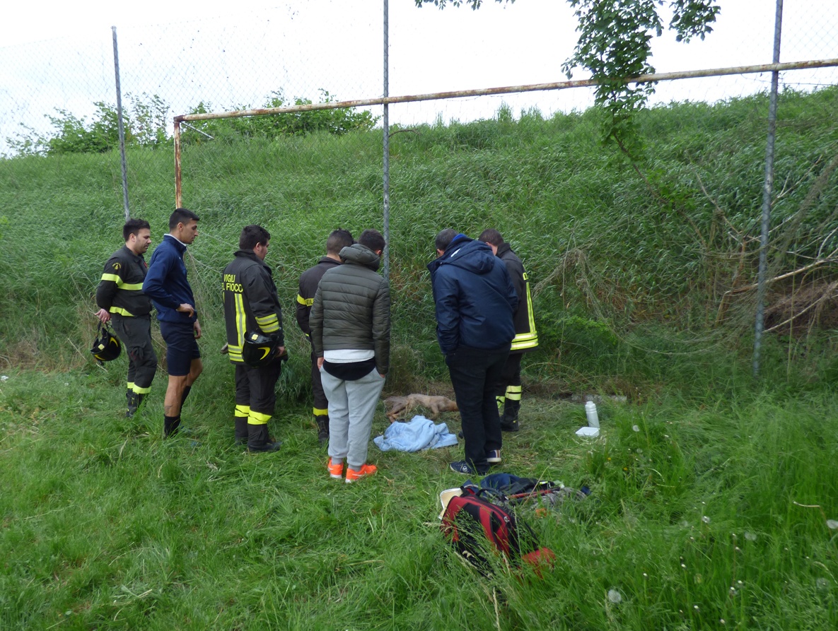 INCIDENTE CERBIATTO: L’Asl: “In servizio veterinari reperibili”