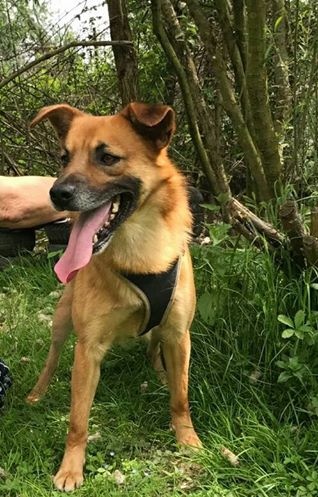 Il cane Bullo cerca casa