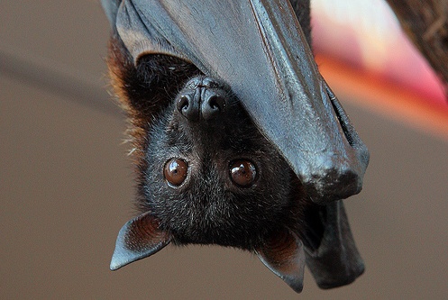 MONDO: Trovano un pipistrello morto nella busta di insalata