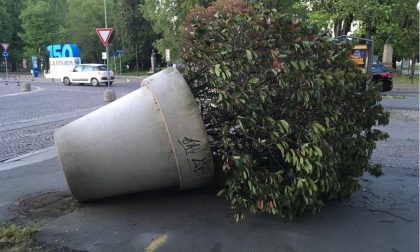 VERCELLI: vaso e rami, dimenticati da 7 giorni!