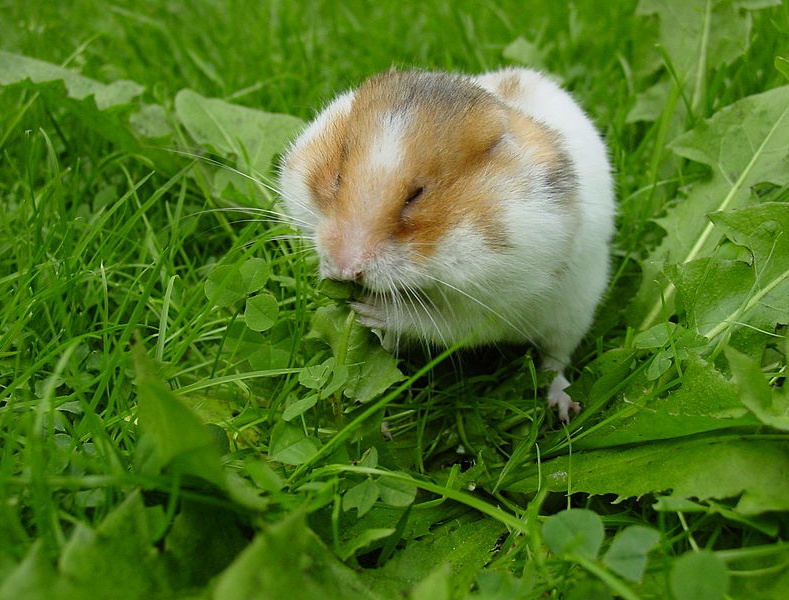 Animalisti protestano per topolini e criceti in negozio