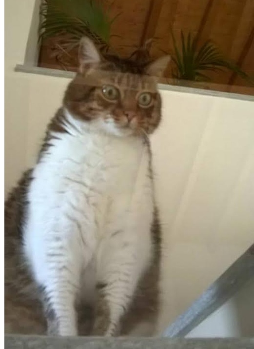 CERCASI CLEO DISPERATAMENTE