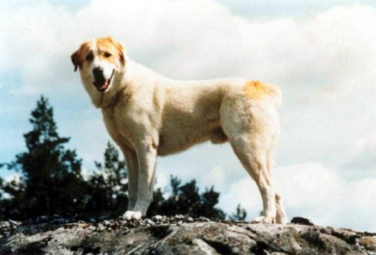 Cane si incastra in una griglia nel torrente