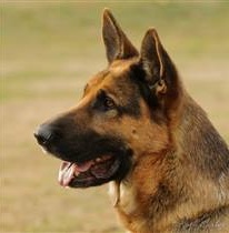 Tira con la fionda contro un cane