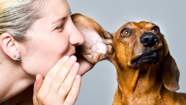 Un calendario per gli animali adottati al canile di Borgo Vercelli