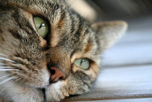 WEB CURIOSO: Gatto con due padrone finisce in tribunale