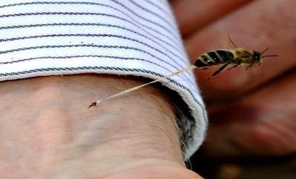 CRONACA: Donna muore punta delle api
