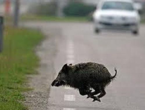 CRONACA: Giovane vercellese si schianta contro un cinghiale